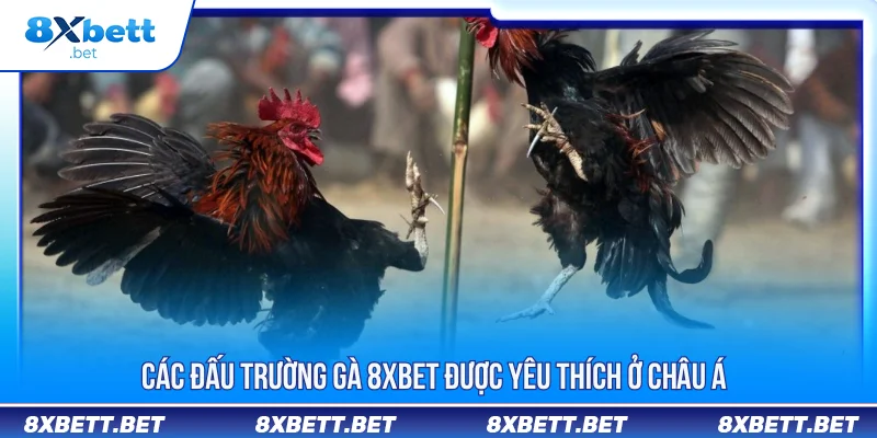 Đá Gà 8XBET - Trải Nghiệm Livestream Chiến Kê Chuẩn Nét Đá Gà 8XBET - Trải Nghiệm Livestream Chiến Kê Chuẩn Nét