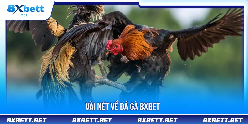 Đá Gà 8XBET - Trải Nghiệm Livestream Chiến Kê Chuẩn Nét Đá Gà 8XBET - Trải Nghiệm Livestream Chiến Kê Chuẩn Nét